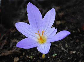 Crocus speciosus 'cassiope'